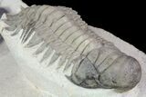 Crotalocephalina & Dalejeproetus Trilobite Association #76400-3